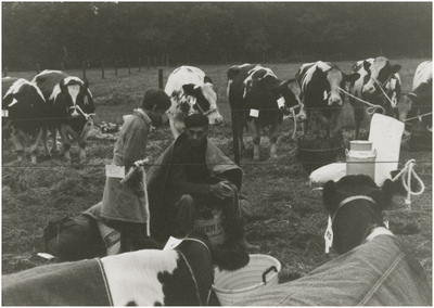 131813 Open dag K.I. (Coöperatieve Vereniging de Kempen, rundveeverbetering). Genummerde koeien in afwachting, 08-1979