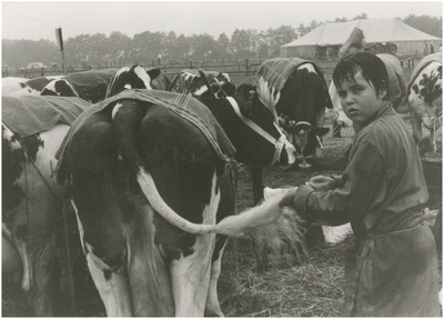 131814 Open dag K.I. (Coöperatieve Vereniging de Kempen, rundveeverbetering). Jongen kamt staart koe, 08-1979