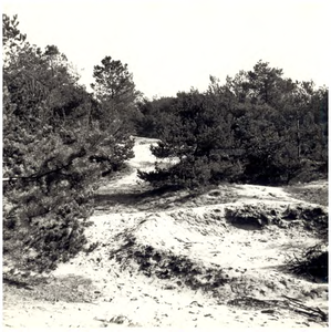 146473 Natuurgebieden, Stevensbergen, 1965