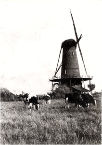 147561 Wolfwinkelse molen in Casteren. Dit was een wind - en watergraanmolen. Hij stond in 1937 kadastraal bekend : ...