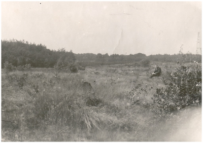 148349 Buikheide - bos & heidegebied. ca, ca. 1930