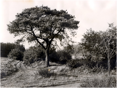 148357 Buikheide - bos & heidegebied. ca, ca. 1960