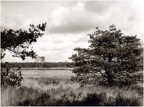 148359 Buikheide - bos & heidegebied. ca, ca. 1960