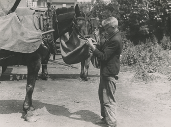 195697 Het vastmaken van een voederzak onder de mond van het paard door een jongen, 06-1940