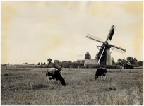 146286 Weiland met koeien: op de achtergrond bergkorenmolen De Deen , Rijt, 1936