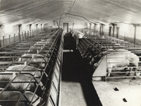 569100 De stal van de varkensfokkerij van fam. van der Meijden, 05-1968