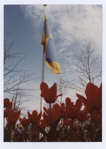 569603 De onthulling van de nieuwe gemeentevlag. De nieuwe vlag in top, 03-05-1977