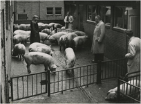 191950 Het kiezen van slachtvee door een slager (links), 03-06-1953