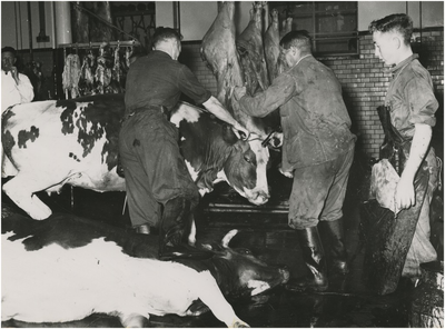 191952 Het bedwelmen van een slachtkoe door de schietmeester. De loonslager (links) zorgt ervoor dat het dier in de ...