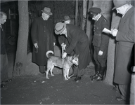 221242 Hond wordt gemeten, 04-1949