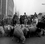 254974 Koningen, herders schapen en kamelen, 05-01-1956