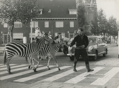 258888 Na een wijziging van het verkeersreglement kregen voetgangers vanaf 1 november 1961 voorrang op zebrapaden. ...