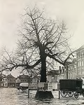 6998 De lindeboom op de zuidzijde van de Markt, met op achtergrond de noord-oostzijde. De linden werden in 1916 ...