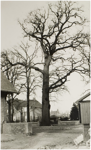 107039 Warandelaan, dikke boom die staat voor villa van Van Asten. Een deel van die villa is op de voorgrond zichtbaar, ...