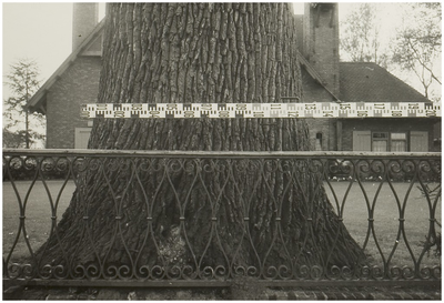 107051 Warandelaan. De dikke boom in de Warandelaan voor de villa van Van Asten (later bewoond door Schoofs). Een deel ...