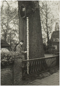 107058 Warandelaan, gezien in de richting 'Jan van Brabantlaan'. Dikke boom voor de villa van Van Asten. Een deel van ...