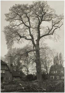 107059 Warandelaan, gezien in de richting 'Jan van Brabantlaan'. Dikke boom voor de villa van Van Asten. Een deel van ...