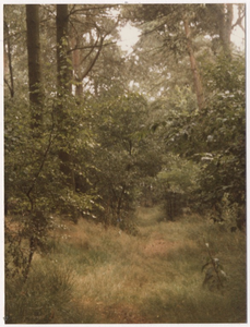 107792 Broederstuin aan de. Rijpelbergseweg. Laantje in de omgeving van genoemde tuin, 05-1982