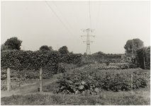 108080 Volkstuin Kruisschot . Aan het Kruisschot. (Partikuliere volkstuin ), 08-1989