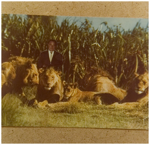 114880 Carel Stevens geboren 10 april 1904. Als leeuwentemmer hier afgebeeld temidden van zijn leeuwen, z.j.