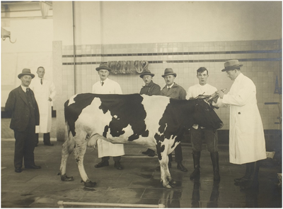 117534 Rooseindsestraat. Gemeentelijk slachthuis. Demonstratie van het slachten van een koe bij de opening van het ...