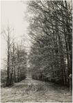 119694 Deurne. Natuuropname in de omgeving van Deurne, Peelbosweggetje, 1960