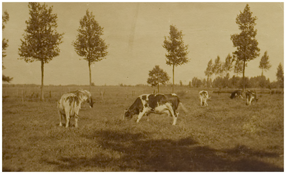 119796 Noord Brabants landschap. Grazende koeien in een landelijke omgeving, z.j.
