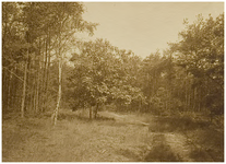 119797 Noord Brabants landschap. Groep van Berken, in een bosrijke omgeving, z.j.