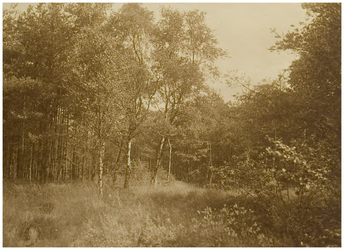 119799 Noord Brabants landschap. Groep van berken in een bosrijke omgeving, z.j.