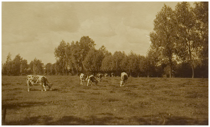 119800 Noord Brabants landschap. Grazende koeien, in een rustig landschap, z.j.