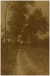 119801 Noord Brabants landschap. Fraaie laan in een rustige omgeving, z.j.