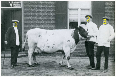 45415 Slagerij Vonken, Budel: Fr. Vonken met de te slachten koe voor de oude slagerij. 1. Fr. Vonken;, 1920