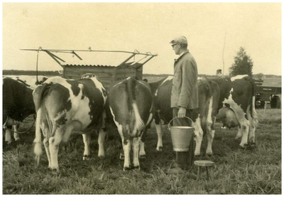 45770 Familie van Meijl, Gastel: koeien melken met een van de eerste melkmachines, ca 1950
