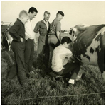 45771 Familie van Meijl Gastel: handmatig koeien melken. Jonge boeren leren melken, met o.a. Petrus van Meijl, ca 1950