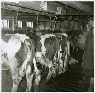 45772 Familie van Meijl, Gastel: koeien op stal met aangebonden staarten, ca 1950