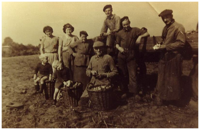45784 Familie van Meijl, Gastel en Familie Claes, Gastel : aardappels rooien, ca 1950