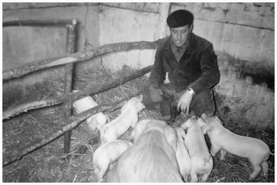 46069 Familie Broers, Gastel: trotse bezit boer, zeug met biggen, 1960 - 1969