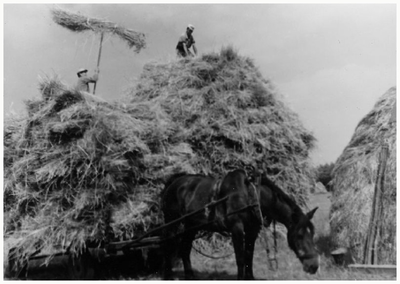 46083 Familie Broers, Budel: Het zetten van korenmijten. Bovenop Thieu Broers de opsteker is Driek Broers, 1955