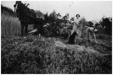 46218 Boerenleven, Budel: Korenmaaien met paard, geheel rechts Liesbeth Feijen (Bonte Os), 1940