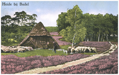 46416 Natuuromgeving Budel: heideveld met schapen, 1931