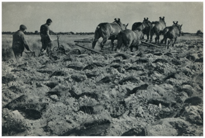 46615 Heide ploegen Maarheeze: Het omploegen van heidegrond waarop dennen worden geplant, 1950