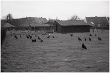 47615 Kippenschuurtjes met vrije uitloopkippen, gezien achterzijde smederij Rooijakkers omgeving Molenstraat, Budel, 1960