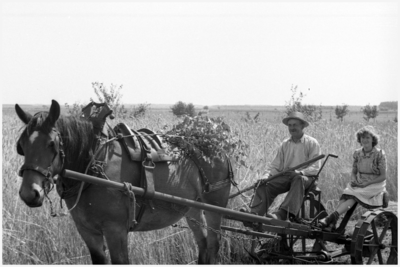 47836 Dorsen op het boerenland, met Toon Kuipers en dochter, Budel, 1951-1955