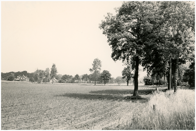 50169 Bomen aan de Grensweg, Budel, ca 1960-1970