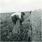 50747 Jan Claassen koren schoven binden, Gastel, 1947