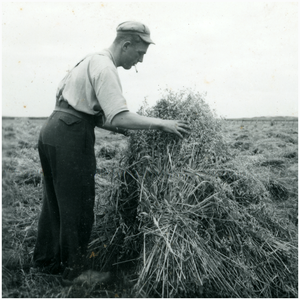 50748 Piet Ras koren schoven binden, Gastel, 1947