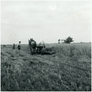 50749 Het boerenleven koren maaien en opzetten, Gastel, 1947