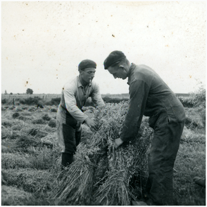 50750 Het boerenleven koren maaien en opzetten, Gastel , 1947