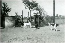 52211 Thom van Mierlo met zijn honden (Chage, Trix en Doeskes), Soerendonk, aug. 1947