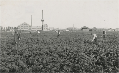 194235 Veranderend landschap: het schoffelen van de aardappelvelden met op de achtergrond de glasfabriek van Philips, ...